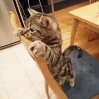 Создать мем Котлеты