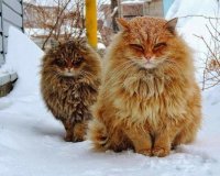 Создать мем Коты