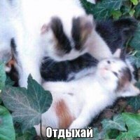 Создать мем Отдыхай