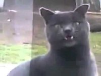 Создать мем Саня-кот