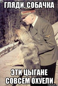 гляди, собачка эти цыгане совсем охуели