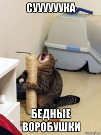 суууууука бедные воробушки