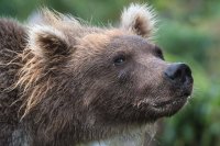 Создать мем А не пидорок ли ты часом медведь