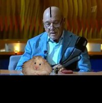 Создать мем Домашние животные