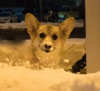 Создать мем Корги