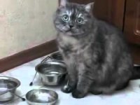 кот сукабля гандон, Мем Кот хочет кушать
