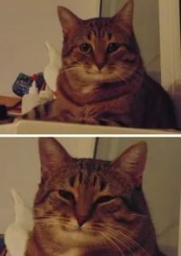 Создать мем Кот