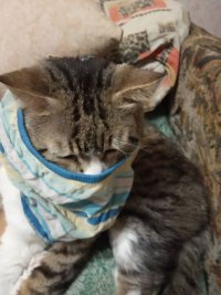 Создать мем Котаро