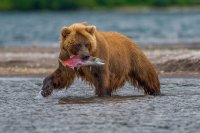 Создать мем Медведь с рыбой