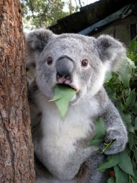 Создать мем Surprised-Koala