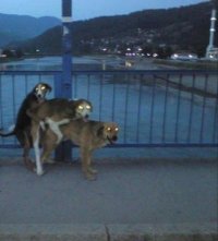 Создать мем Три кота