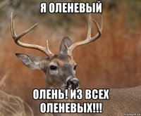 я оленевый олень! из всех оленевых!!!