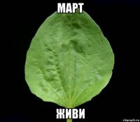 март живи