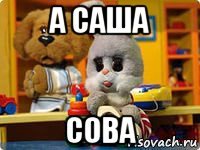 а саша сова
