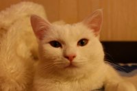 Создать мем Белый кот