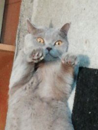 Создать мем Котик кунфу