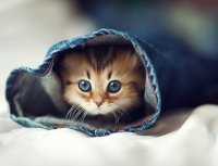 Создать мем Котик