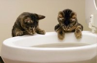 Создать мем Коты