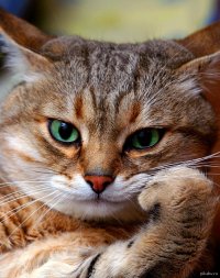 Создать мем Недовольный кот