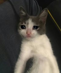 Создать мем Плачущмй кот 2