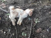 Создать мем Тварь не успела сказать