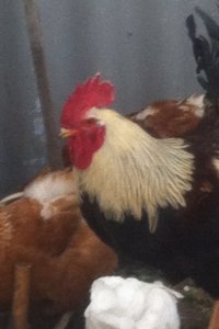 Создать мем Жирный сетух