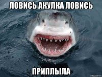 ловись акулка ловись приплыла