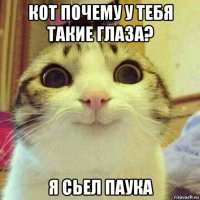 кот почему у тебя такие глаза? я сьел паука