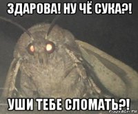 здарова! ну чё сука?! уши тебе сломать?!