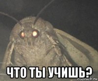  что ты учишь?