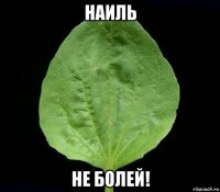наиль не болей!
