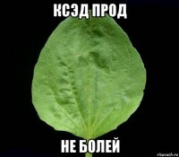 ксэд прод не болей