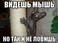 видешь мышь но так и не ловишь