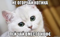 не огорчай котика пей чай вместо кофе