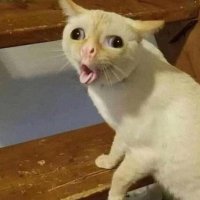 Создать мем Кашляющий кот
