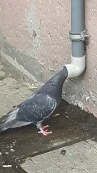 Создать мем Кек