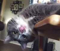 Создать мем Котяра
