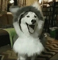 Создать мем Мой