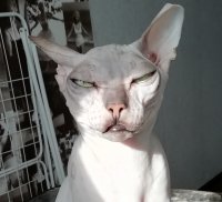 Создать мем Ну И хули