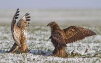 Создать мем Орел обнимает орла