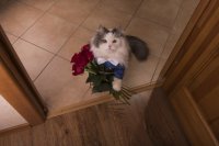 Создать мем С праздником