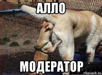 алло модератор