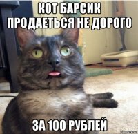 кот барсик продаеться не дорого за 100 рублей