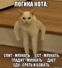 логика кота: спит - мяукать__ ест - мяукать __ гладит - мяукать__ дает еду - срать и бежать