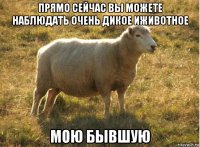 прямо сейчас вы можете наблюдать очень дикое иживотное мою бывшую