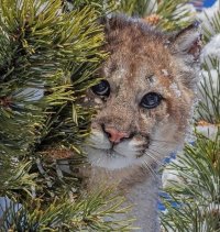 Создать мем Кот сексист