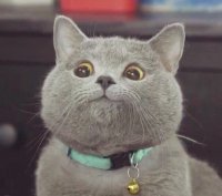 Создать мем Котек