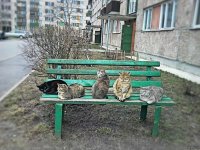 Создать мем Коты на лавочке