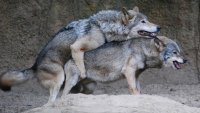 Создать мем Настоящему пацану дорога свобода