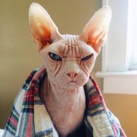 Создать мем Паппппппппппппппп